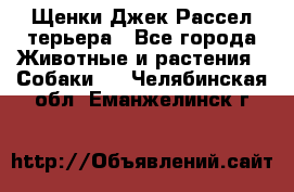 Щенки Джек Рассел терьера - Все города Животные и растения » Собаки   . Челябинская обл.,Еманжелинск г.